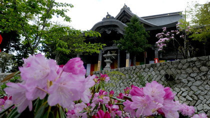 シャクナゲ咲く成相寺