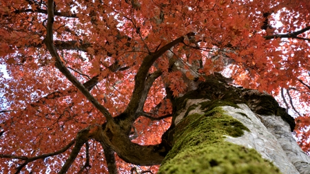 大内峠の紅葉の巨樹