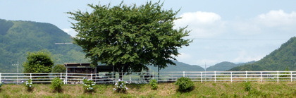 一本松地蔵(舞鶴市伊佐津)