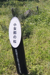 小女郎の松(切り株しかない)