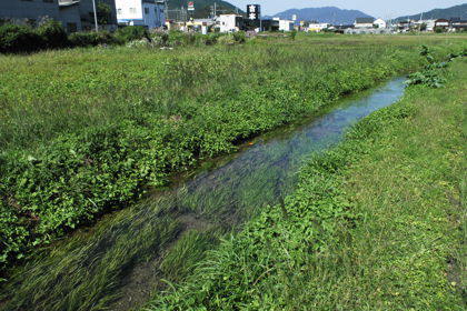 真名井の清水と池の間の水路
