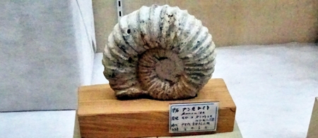 アンモナイト化石