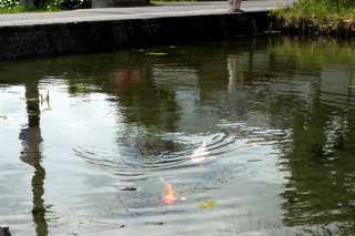 真名井の池の鯉