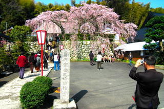 瑠璃寺のしだれ桜