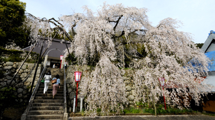 しだれ桜(瑠璃寺)