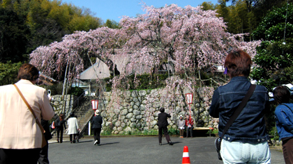 しだれ桜(瑠璃寺)