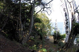 新井崎神社(参道から。手前の樹の裏側が本殿)