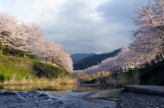 与保呂川の千本桜：亀岩橋付近