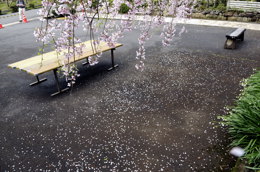 瑠璃寺のしだれ桜：今は花びらが落ちてもこれくらい