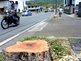 倉谷の市道・伐られた街路樹