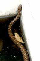 板列山のマムシ