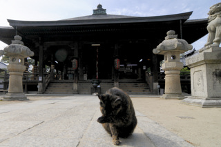 文珠堂前のネコ