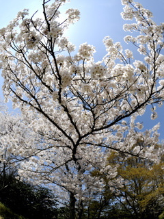 舞鶴の桜