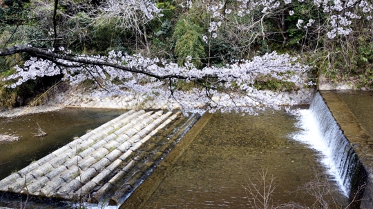 与保呂川の千本桜